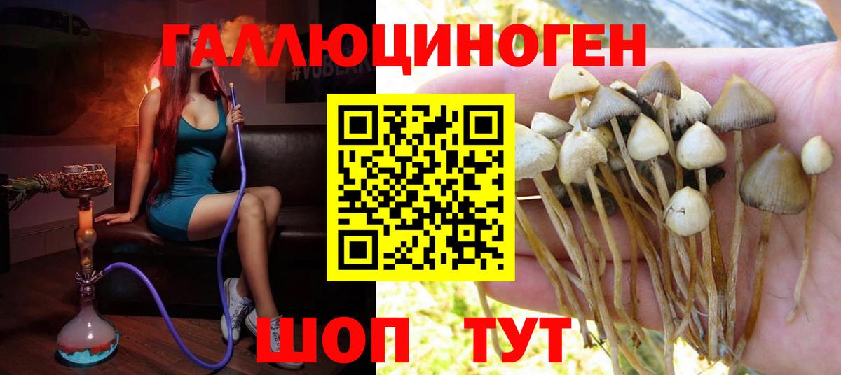 Лыткарино  Галлюциногенные грибы Psilocybine cubensis  Вход с VPN 